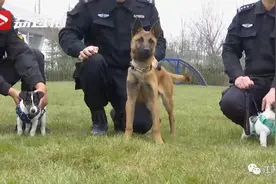超小号警犬在线征名！网友：道理我都懂，但这哥俩也太萌了…图片