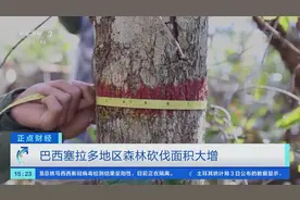 巴西塞拉多地区森林砍伐量猛增！科学家警告：可能带来严重生态危机→图片