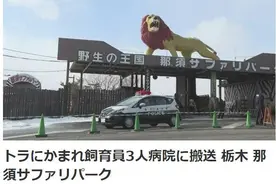 日本一野生动物园3名饲养员被老虎咬伤 1人伤势严重图片