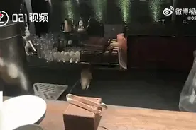 上海五星级璞丽酒店老鼠跳上餐桌！顾客尖叫却无人道歉，服务员：那你们走吧……图片