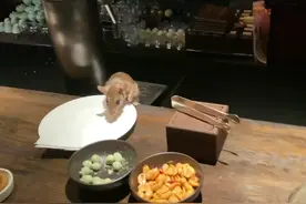 上海一五星级酒店老鼠跳上餐桌，目前酒店一楼大堂吧停止经营图片