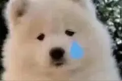 免费领养狗狗？背后隐藏的可能是诈骗图片