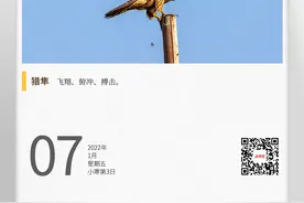 湖湘自然历丨中东富豪偏爱的猛禽图片