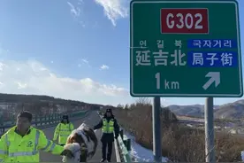 “牛妈妈”误入高速公路 警企媒多方联动助其回家图片