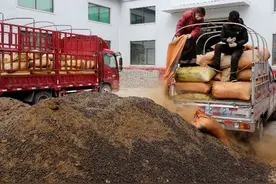 玛曲县：羊粪蛋蛋成为抢手货图片