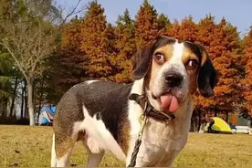 女子网购收到“鬼脸狗”，表情怪异惊呆众人！网友：两只眼睛各有各的想法……图片