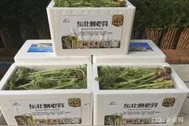 春节餐桌“新贵”来了｜百元每斤的刺老芽上市，你要“尝鲜”吗？图片