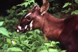加紧搜寻神秘“亚洲独角兽”：越南老挝山区或仅存不到50只图片