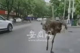 凌晨，上百只鸵鸟在公路上狂奔！网友：仿佛到了侏罗纪世界图片