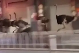 广西百只鸵鸟集体越狱街头狂奔 网友：我果然没喝多图片
