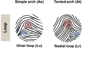 从指纹看身体发育？不是玄学是科学图片