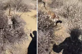 美国一男子徒步时被美洲狮跟踪 大喊将其吓跑图片