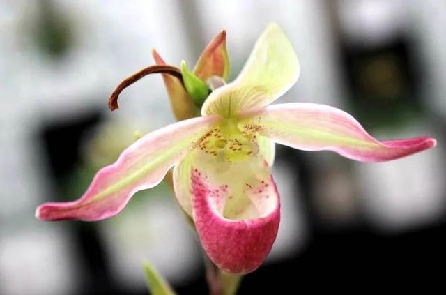 冬虫虫花胶 花胶冬虫草煲汤的做法大全