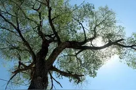 树没了，人死了（小小说）图片