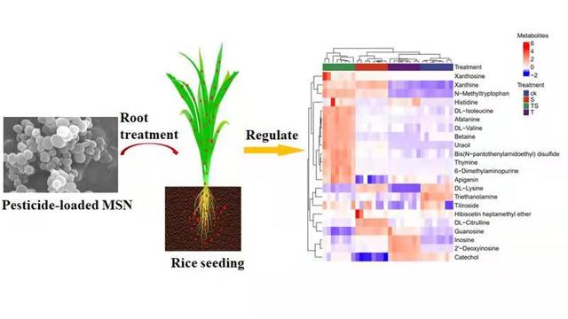 纳米农药对农作物安全吗？科学家有了新发现