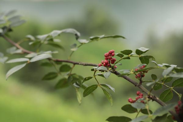 花椒水可以消肿吗 2026年花椒水可以消肿吗?