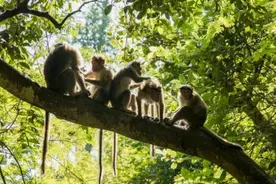 印度2月龄婴儿遭野猴扔进水箱死亡，警方：将采取必要行动