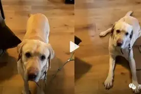 花7000元送狗狗“上学”学礼仪，回家三天后又咬人！网友热议图片