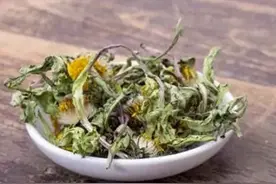 善治恶疮毒肿的蒲公英图片