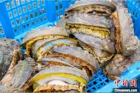 华人注意！捡鲍鱼、钓龙虾等需守法 否则小心被罚图片