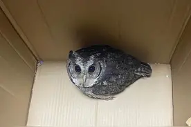 夜行性猛禽误闯上海一工地食堂，学名雕鸮系国家二级保护动物图片