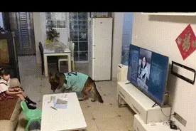 上海男子花7000元送狗狗学礼仪？后续：还是被咬了，但是不弃养图片