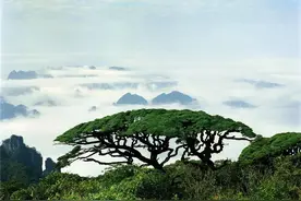 广西第一的“天然氧吧”，就藏在大瑶山的秘境里 | 春节在广西怎么玩图片