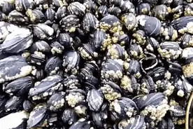 比龙虾还要贵7倍的海鲜，每年5人因它而死，藤壶配不配？图片