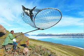 臭不可闻却是美味珍馐！因纽特人靠臭海雀度过严冬图片