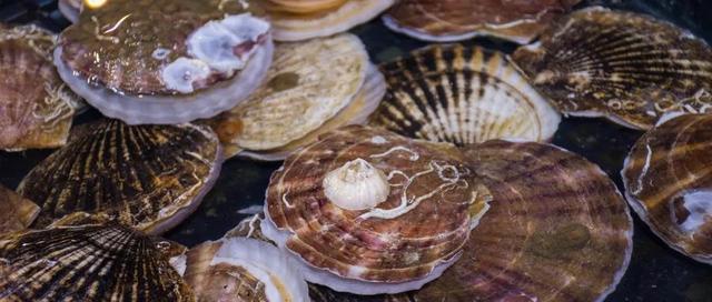 肉质鲜美的扇贝里藏着哪些营养？真相来了