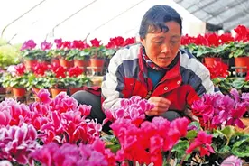临汾：繁花似锦迎新春图片