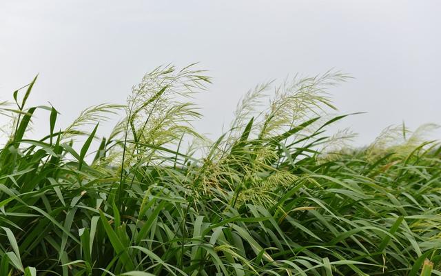 “菰米似故乡”新研究揭开中国菰和水稻基因组的秘密