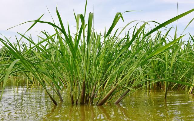 “菰米似故乡”新研究揭开中国菰和水稻基因组的秘密