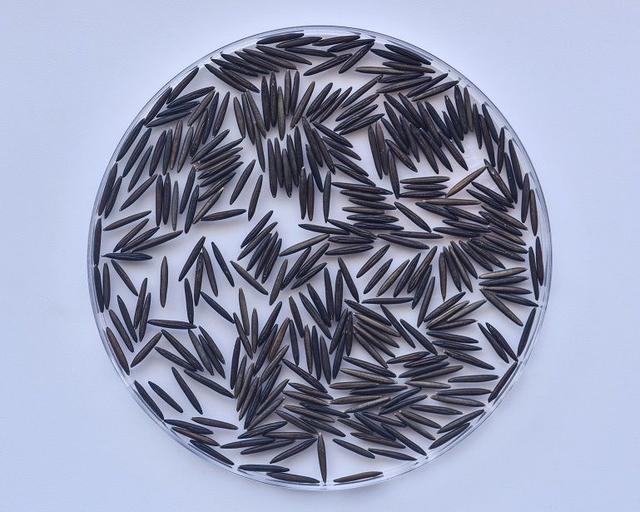 “菰米似故乡”新研究揭开中国菰和水稻基因组的秘密