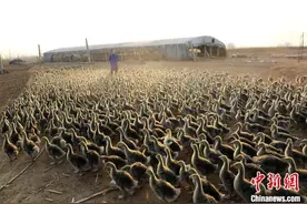 河北“90后”农家小伙变身“鹅司令”引领群众致富图片