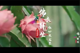 红心火龙果：看似温度爆表，吃来甜度超标｜佛味鲜生图片