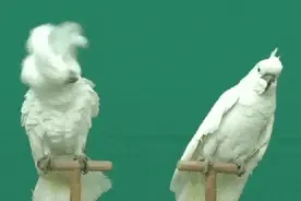 每日一笑，你这哪里做的，真别致图片