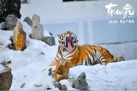 《东北虎》：伤感，可有意思了图片
