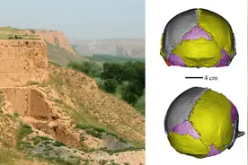 研究发现许家窑人是中更新世脑容量最大的“大头人”图片