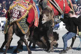 “沙漠之王”的较量！土耳其举行传统骆驼摔跤节图片