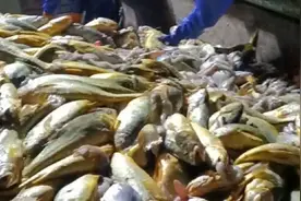 价值近千万元！浙江渔民一网捕获4000多斤野生黄鱼视频封面