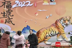 福虎生威！成都动物园狮虎苑人气旺图片