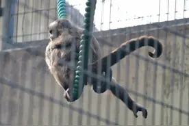 保暖、当板凳、传递信息、警告迷惑……动物尾巴功能大展示图片