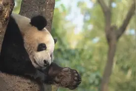 熊猫百问｜大熊猫哪些部位是黑色的？视频封面