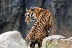 百兽之王也黏人，他是老虎最亲近的人图片