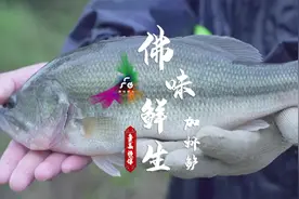 加州鲈：山灵水秀地，鲜香嫩滑味｜佛味鲜生图片