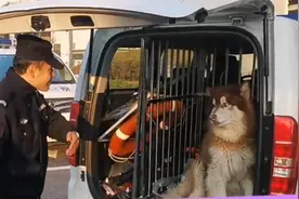 迷路阿拉斯加被救后坐上警车不肯走视频封面