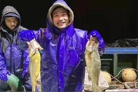 野生大黄鱼自然群体有恢复迹象 专家提醒大黄鱼资源远远没有达到产业化捕捞的水平图片