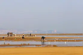 威海：冬日赶海 乐在其中图片