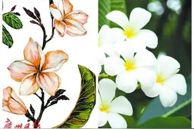 读懂广州·解密｜广州昔日宠素馨，花开时节满城雪图片